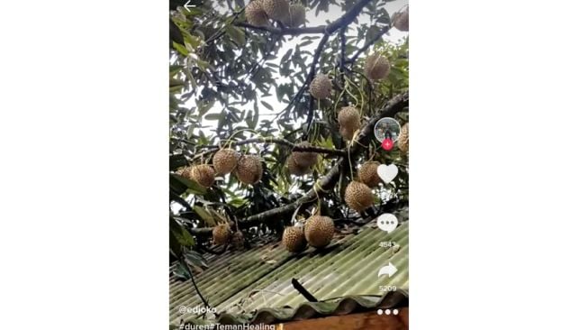 Panen durian (tiktok)