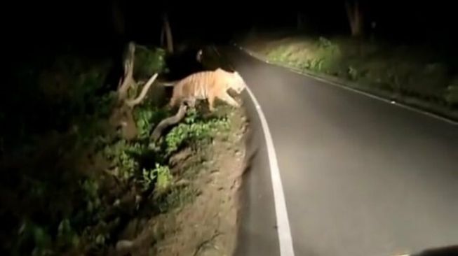 Heboh Video Harimau di Ciamis, BKSDA Angkat Bicara