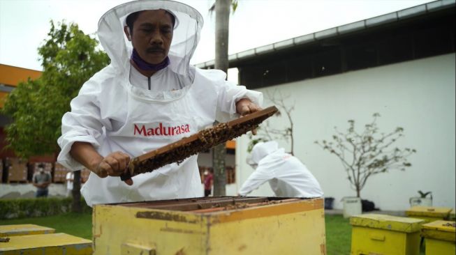 Seorang pekerja tengah memanen madu. [Madurasa]