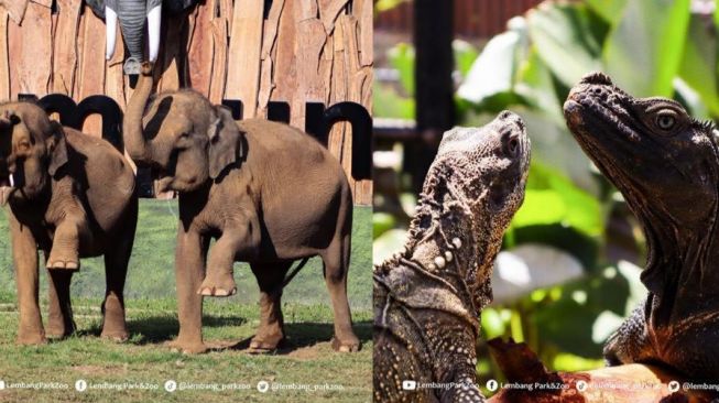 Kebun Binatang Lembang/ Lembang Park and Zoo (Instagram Lembang Park and Zoo)