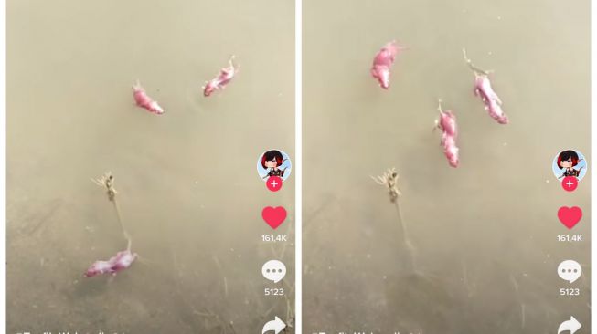 Viral Buang Bayi Tikus ke Sungai, Aksi Pria Ini Tuai Perdebatan Warganet