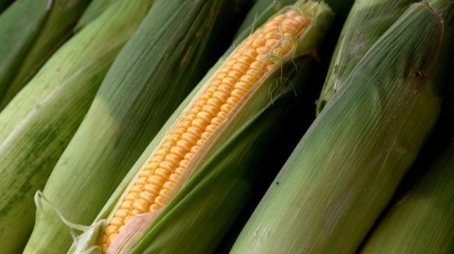 Produksi Jagung di Agam Sumbar Meningkat 8,43 Persen