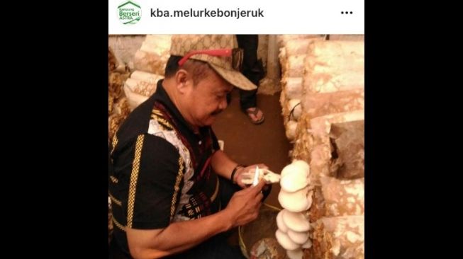 Pak Joko Irianto tengah panen jamur tiram di lumbung jamur KBA RW06 Kebon Jeruk Jakarta Barat [Instagram kba.melurkebonjeruk].