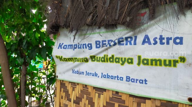 Lumbung jamur tiram KBA RW06 Kebon Jeruk Jakarta Barat [Suara.com/CNR ukirsari].