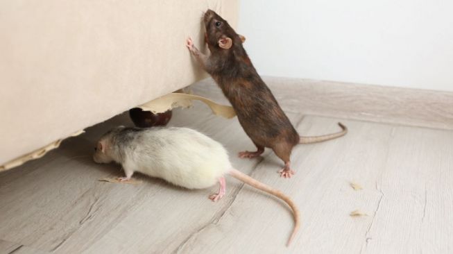7 Cara Mengusir Tikus Pakai Garam, Jangan Sampai Hewan Peliharaan Malah Jadi Korban!