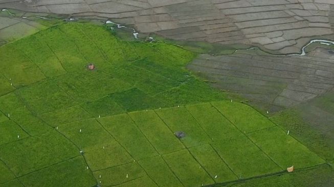 Pemerintah Perkuat Ketahanan Pangan di Wilayah Timur Indonesia