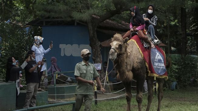 Wisatawan menaiki unta di Batang Dolphins Center, Kabupaten Batang, Jawa Tengah, Sabtu (1/1/2022). [ANTARA FOTO/Harviyan Perdana Putra]