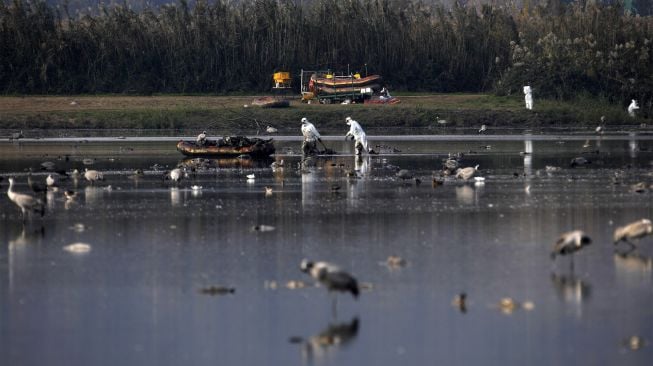 Pekerja mengevakuasi bangkai burung bangau abu-abu yang mati akibat wabah flu burung di Lembah Hula, Israel, pada (26/12/2021). [JALAA MAREY / AFP]