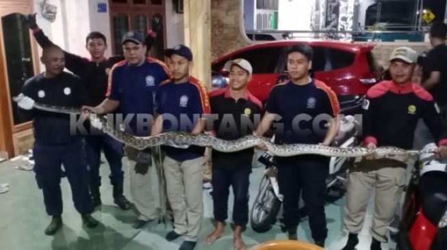 Makan Waktu 6 Jam, Ular Piton Panjang 4 Meter Diamankan dari Plafon Rumah Warga Bontang