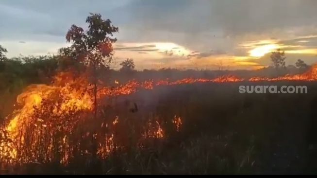 20 Daerah di Nusa Tenggara Timur Dapat Peringatan Bahaya Kebakaran Hutan dan Lahan