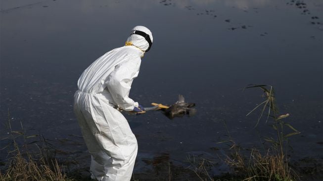 Pekerja mengambil bangkai burung bangau abu-abu yang mati akibat wabah flu burung di Lembah Hula, Israel, pada (26/12/2021). [JALAA MAREY / AFP]