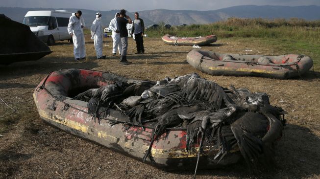 Pekerja mengevakuasi bangkai burung bangau abu-abu yang mati akibat wabah flu burung di Lembah Hula, Israel, pada (26/12/2021). [JALAA MAREY / AFP]