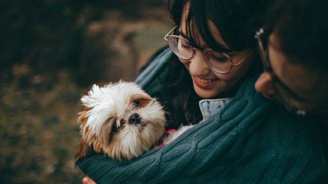 10 Jenis Anjing Kecil yang Lucu, Ada Pudel Mini hingga Chihuahua