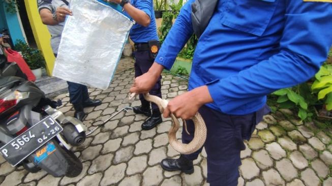 Nekat Tangkap Ular Cobra, 3 Warga Jember Kena Sembur Dilarikan ke RS