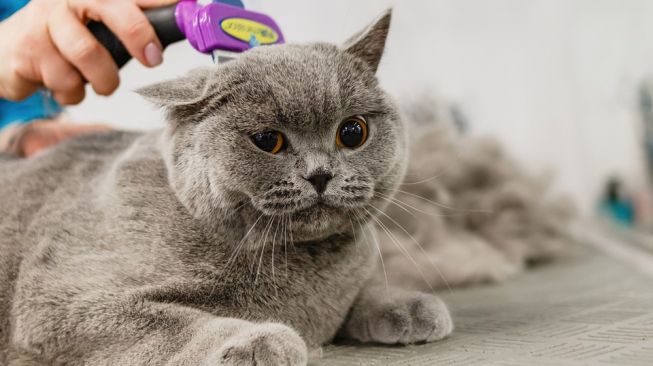 Bersih dan Terawat, Manfaat Grooming Bagi Kucing sebagai Perawatan Rutin