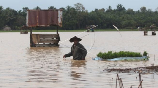 6.265 Hektare Sawah Warga di Aceh Terdampak Banjir