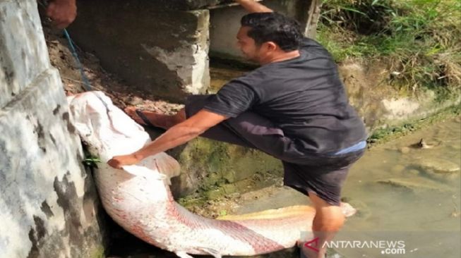 Heboh Penemuan Ikan Raksasa Di Lhokseumawe Ini Jenisnya