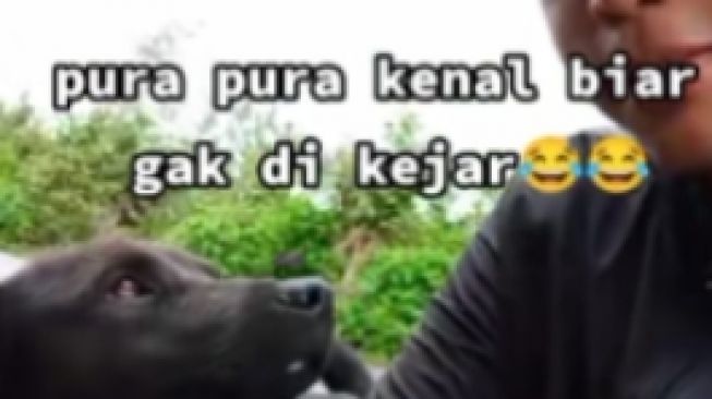 Viral, Pria ini Bagikan Tips Dikejar Anjing, Jadikan Kawan Jangan Lawan