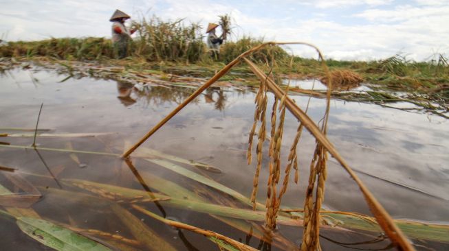 Petani melakukan panen paksa padi yang terendam banjir di Desa Meunje, Aceh Utara, Aceh, Kamis (6/1/2022).  ANTARA FOTO/Rahmad