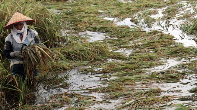 Petani melakukan panen paksa padi yang terendam banjir di Desa Meunje, Aceh Utara, Aceh, Kamis (6/1/2022).  ANTARA FOTO/Rahmad