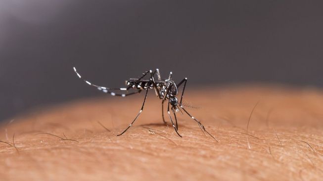 Know the 3 Phases of Dengue Fever that Must Be Known