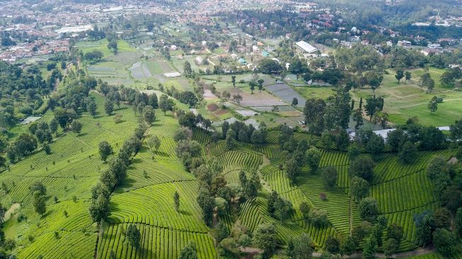 Foto udara perkebunan teh milik PTPN VIII di Sukawana, Lembang, Kabupaten Bandung Barat, Jawa Barat, Jumat (7/1/2022).  ANTARA FOTO/Raisan Al Farisi