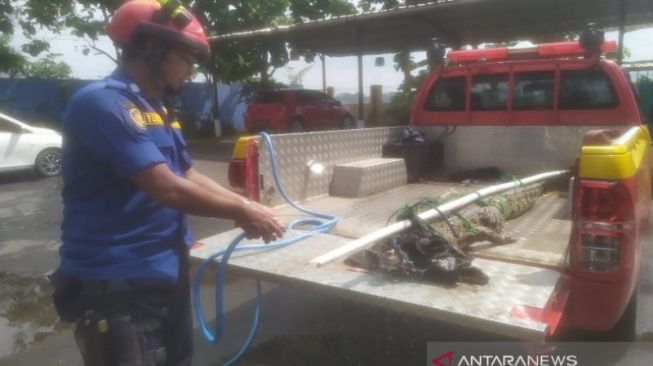 Buaya Muara Gegerkan Warga Kuripan Pekalongan, Dipancing dengan Ayam Sebelum Ditangkap