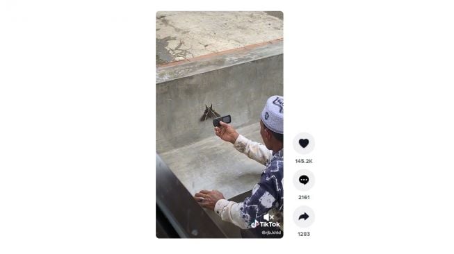 Foto kupu-kupu pakai ponsel jadul. [TikTok]