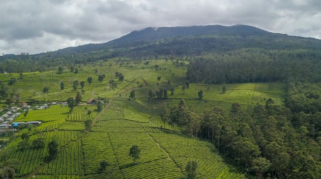 Foto udara perkebunan teh milik PTPN VIII di Sukawana, Lembang, Kabupaten Bandung Barat, Jawa Barat, Jumat (7/1/2022).  ANTARA FOTO/Raisan Al Farisi