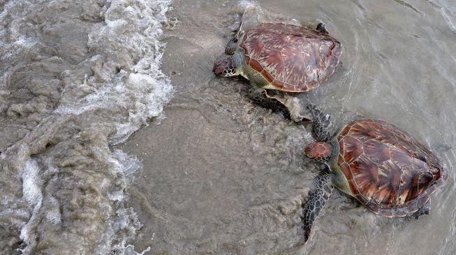 Dua ekor penyu hijau (Chelonia mydas) berjalan menuju perairan saat dilepasliarkan di Pantai Kuta, Badung, Bali, Sabtu (8/1/2022). ANTARA FOTO/Fikri Yusuf
