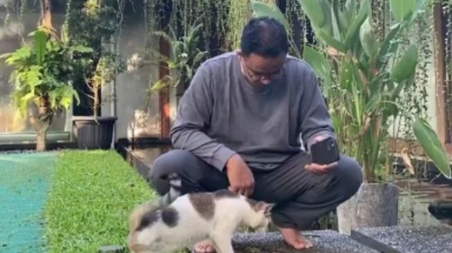 Gubernur Anies Punya Kucing Peliharaan Berkaki Tiga, Aktif Dan Punya Pendirian