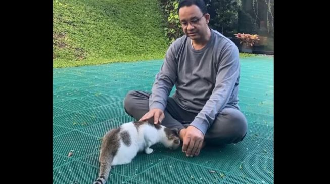 Anies Kenalkan si Lego, Kucing Berkaki Tiga yang Ditemukan di Pasar