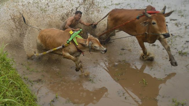 Joki memacu sapinya saat latihan pacu jawi di Nagari Parambahan, Kabupaten Tanah Datar, Sumatera Barat, Sabtu (8/1/2022). [ANTARA FOTO/Iggoy el Fitra]