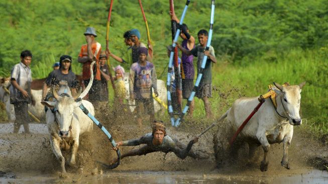 Joki memacu sapinya saat latihan pacu jawi di Nagari Parambahan, Kabupaten Tanah Datar, Sumatera Barat, Sabtu (8/1/2022). [ANTARA FOTO/Iggoy el Fitra]