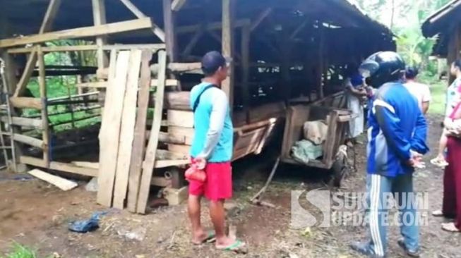 Syok Lihat Pemandangan Ini, Saman Pingsan di Depan Kandang Sapi