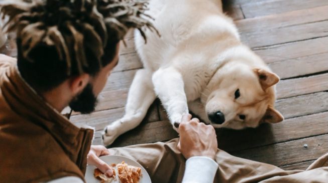 5 Penyebab Anjing Tidak Mau Makan dan Cara Mengatasinya dengan Tepat