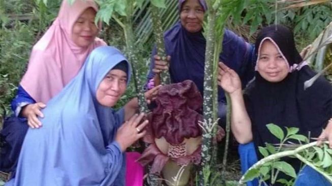 Geger Kemunculan 4 Bunga Bangkai di Siak, Warga Ramai-ramai Berfoto