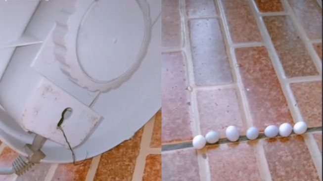 Syok Lihat Banyak Telur saat Bersihkan Kipas Angin, Wanita Ini Malah Jadi 'Bidan' Dadakan