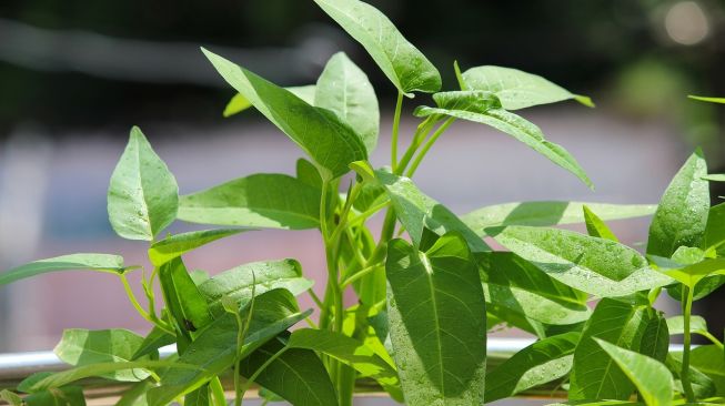 Cara Menanam Kangkung di Polybag dari Bibit sampai Panen, Cocok untuk Pemula