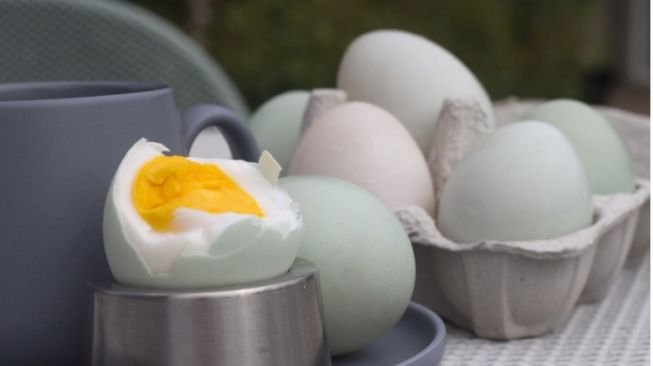 Meski Lebih Mahal, Telur Bebek Nyatanya Miliki 5 Manfaat Ini Bagi Kesehatan