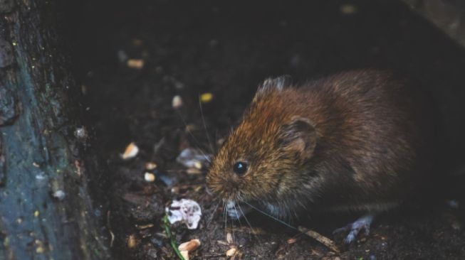 7 Cara Cepat Mengusir Tikus dari Rumah Paling Efektif dan Aman