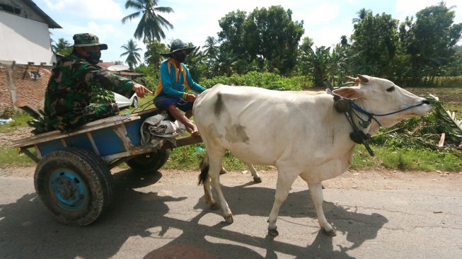 Bintara Pembina Desa (Babinsa) Sersan Dua (Serda) Ishak Nur (kiri) bersama warga membawa pisang dengan gerobak sapi menuju lokasi pembangunan Masjid Al Muhadjirin, Desa Pilolalenga, Kabupaten Gorontalo, Gorontalo, Senin (10/1/2022). ANTARA FOTO/Adiwinata Solihin

