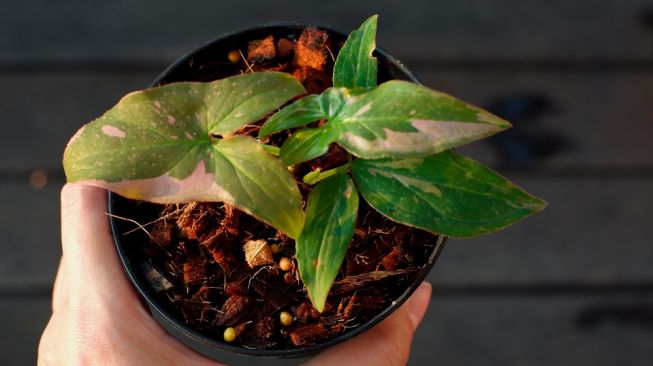 Tanaman Hias Syngonium, Tumbuhan Kecil yang Dapat Menjadi Dekorasi Untuk Rumah