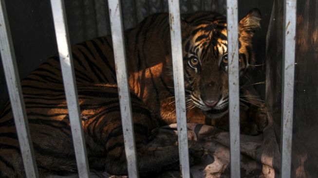 Populasi Harimau Sumatera di TNKS Jambi Tinggal 183 Ekor