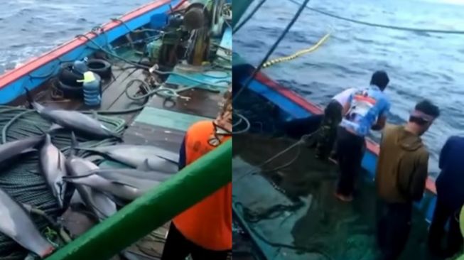 BBKSDA Dukung Polisi Mengungkap Tuntas Kasus Penangkapan Lumba-lumba di Pacitan