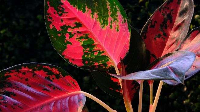 Panduan Cara Merawat Aglonema Suksom, Si Cantik Berdaun Merah Merona