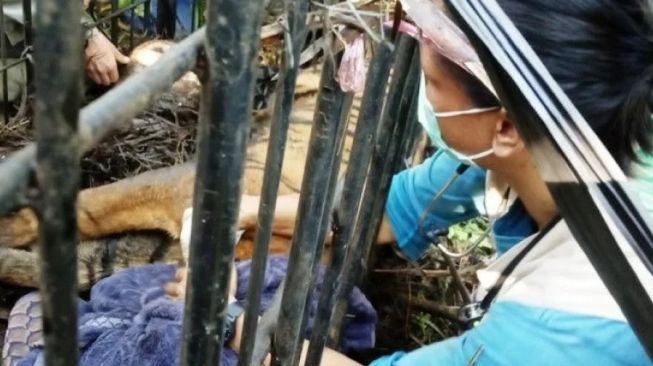 Harimau Sumatera yang Tertangkap di Agam Berjenis Kelamin Betina