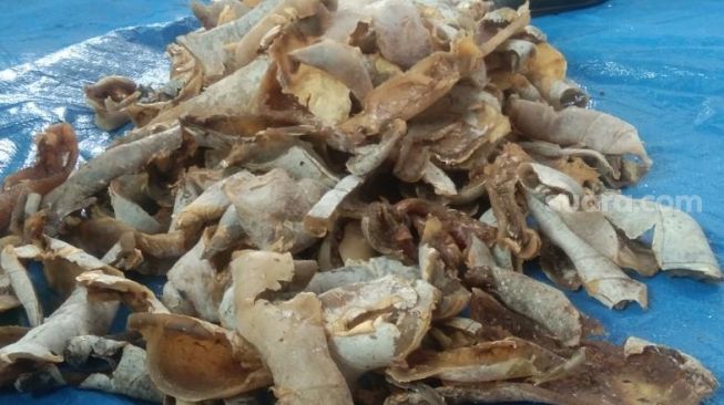 Jual Daging Spesies Langka Penyu Hijau, Enam Warga Sulsel Ditangkap Petugas