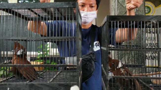 Penyelundupan 2.719 Burung di Pelabuhan Paciran Lamongan Gagal