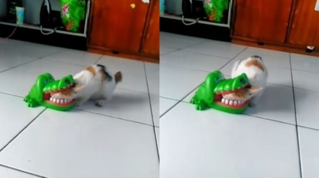 Viral Penampakan Anak Kucing Pasrah Diterkam Buaya, Warganet Malah Ngakak (TikTok)